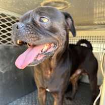 Thumbnail photo of King Pepin #3