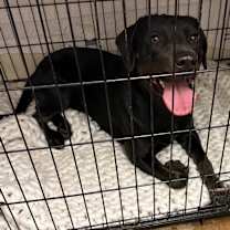 Thumbnail photo of Bamboozle #2