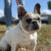 Thumbnail photo of Bonnie #2