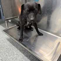 Thumbnail photo of Dobby #2