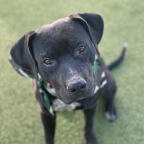 Thumbnail photo of Dobby #3