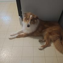 Thumbnail photo of Snowey #1