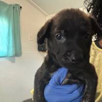 Thumbnail photo of Topaz #2