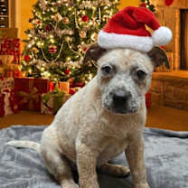 Thumbnail photo of Morgan Mill litter #1