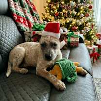 Thumbnail photo of Morgan Mill litter #2