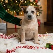 Thumbnail photo of Morgan Mill litter #3