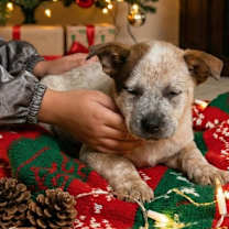 Thumbnail photo of Morgan Mill litter #4