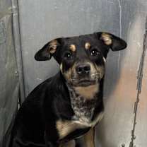 Thumbnail photo of Lionel #2