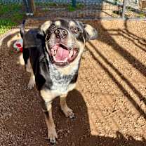 Thumbnail photo of Lionel #3