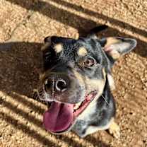 Thumbnail photo of Lionel #4