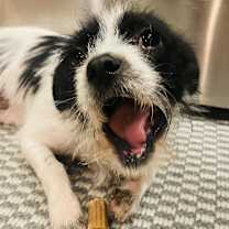 Thumbnail photo of Max Lee SM #2