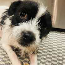 Thumbnail photo of Max Lee SM #4