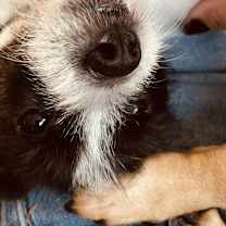 Thumbnail photo of Max Lee SM #3