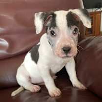 Thumbnail photo of Shadow (NY) #3