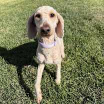 Thumbnail photo of AJ #1