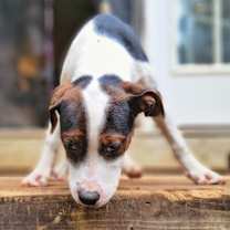 Thumbnail photo of Emelia (Emmy) #4