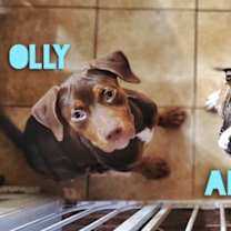 Thumbnail photo of Oliver (Olly) #2