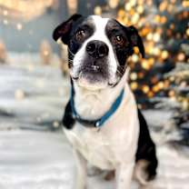 Thumbnail photo of Bo #4