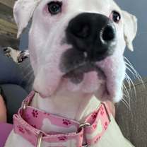 Thumbnail photo of Pearl #2