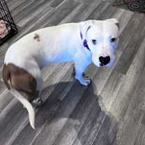 Thumbnail photo of Pearl #3