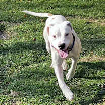 Thumbnail photo of Pearl #4