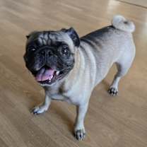 Thumbnail photo of Theo #3