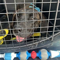 Thumbnail photo of Norman #1