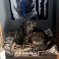 Thumbnail photo of Behr #2