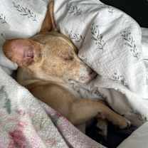 Thumbnail photo of Marley #2