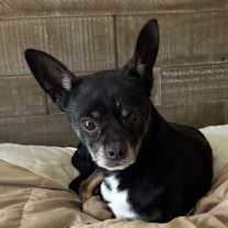 Thumbnail photo of TINY – 5 YEAR MALE CHIHUAHUA #2
