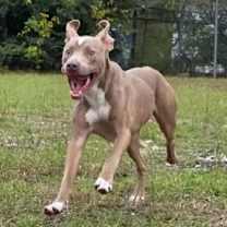 Thumbnail photo of Henry Gale #4