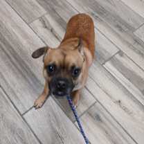 Thumbnail photo of Boone #3