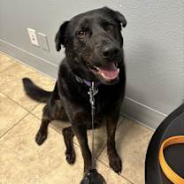 Thumbnail photo of Lily #3