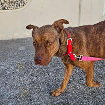 Thumbnail photo of Austin #4