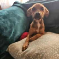 Thumbnail photo of Chalupa #2