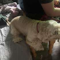 Thumbnail photo of Oliver #2