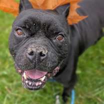 Thumbnail photo of King #3