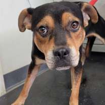 Thumbnail photo of Colby #2