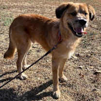 Thumbnail photo of Alfie #1