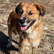 Thumbnail photo of Alfie #3