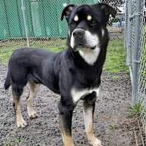 Thumbnail photo of Mushu Russell #2