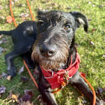 Thumbnail photo of Wilfred/Wilfy #1