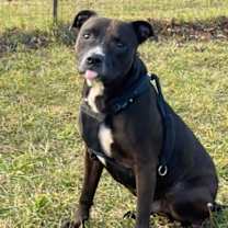 Thumbnail photo of Emmett #3