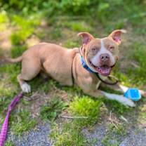 Thumbnail photo of Rabbit #4