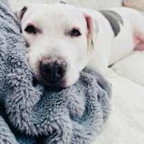 Thumbnail photo of Queen #3