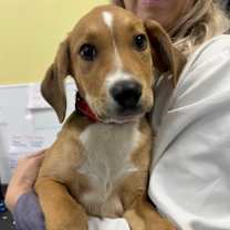 Thumbnail photo of Sycamore #1