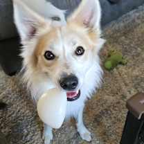 Thumbnail photo of Jax #3