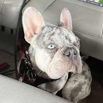 Thumbnail photo of Romeo #1