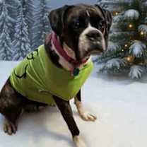 Thumbnail photo of Willow #1