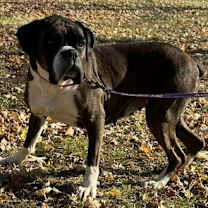 Thumbnail photo of Willow #2